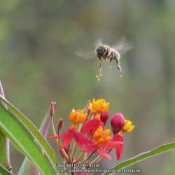 Location: Sebastian, Florida
Date: 2014-12-23
#Pollination - Bee with pollen