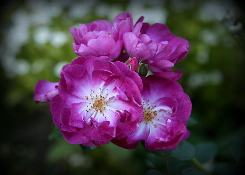 Photo of Rose (Rosa 'International Herald Tribune') uploaded by Calif_Sue