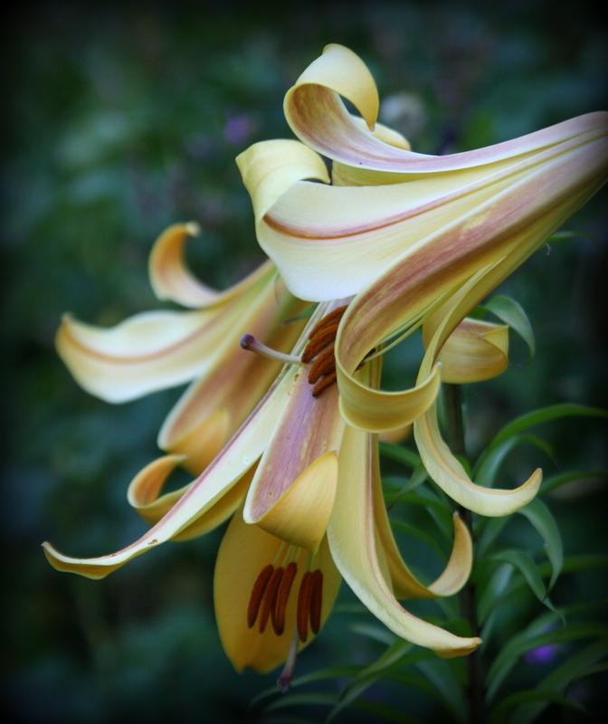 Photo of Lily (Lilium African Queen) uploaded by Calif_Sue
