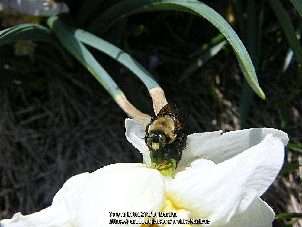 Photo of Large-Cupped Daffodil (Narcissus 'Ice Follies') uploaded by Marilyn