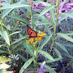 Location: My garden in Kentucky
Date: 2007-08-12
With a Monarch Butterfly sipping from the flowers. #Pollination