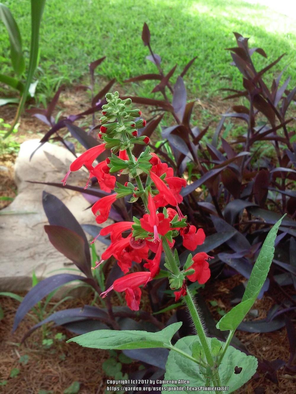Photo of Scarlet Sage (Salvia coccinea) uploaded by TexasPlumeria87