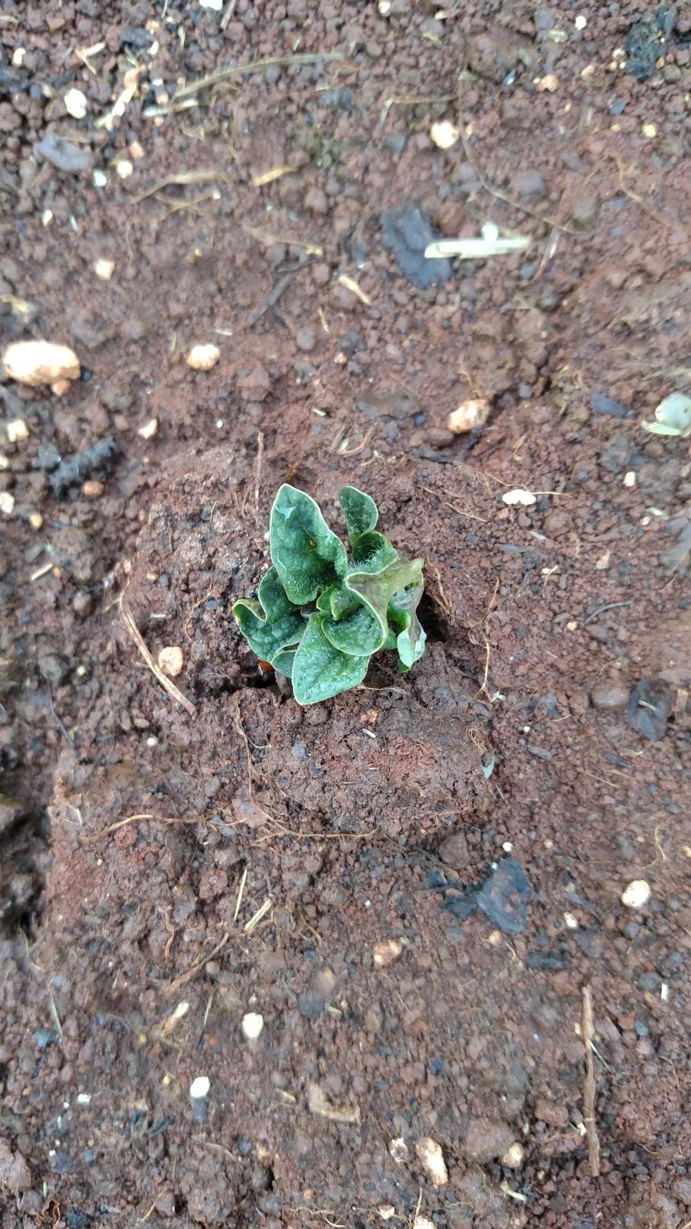 Photo of Potato (Solanum tuberosum 'Russet Burbank') uploaded by Toni