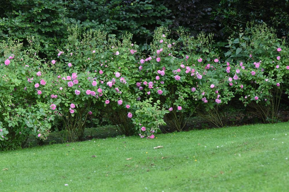 Photo of Rose (Rosa 'Harlow Carr') uploaded by cliftoncat