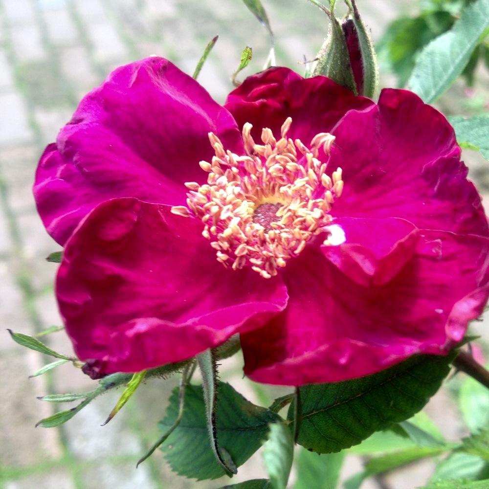 Photo of Rose (Rosa 'Basye's Purple Rose') uploaded by csandt