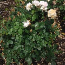 Location: Brooklyn Botanical Garden (Cranford Rose Garden), New York, New York
Date: 2017-06-18