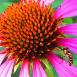 Location: central Illinois
Date: 7-14-14
#pollination