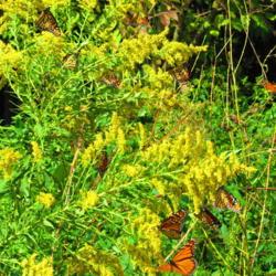 Location: central Illinois - Sangchris State Park
Date: 2011-09-20
#pollination   Monarch Migration