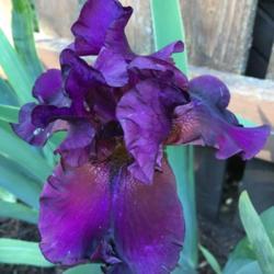 Location: my zone 5 garden
Date: 2017-06-20
I can't believe I have iris and daylilies blooming at the same ti