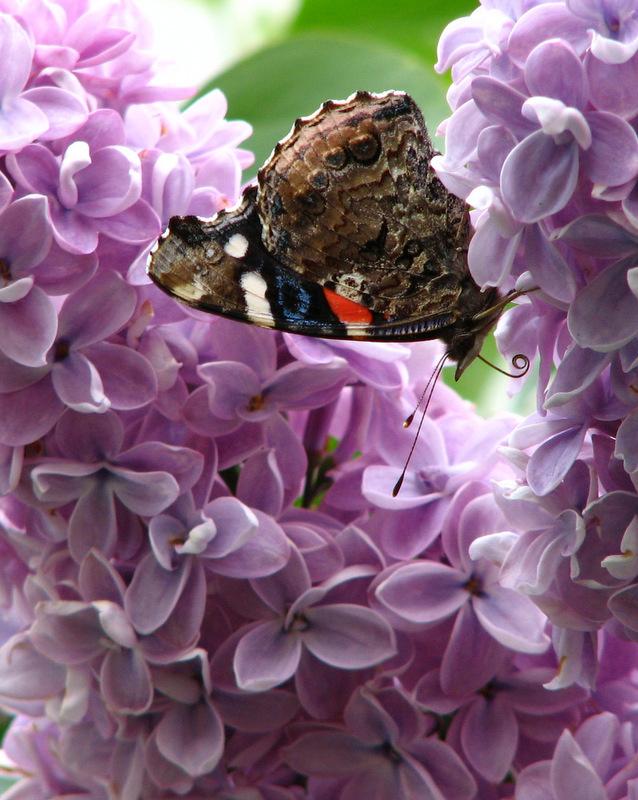 Photo of Common Lilac (Syringa vulgaris) uploaded by molanic