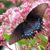 #Pollination Female Eastern Tiger Swallowtail (Papilio glaucus) B