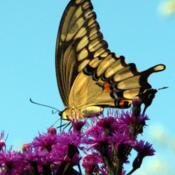 #Pollination Giant Swallowtail (Heraclides cresphontes) Butterfly