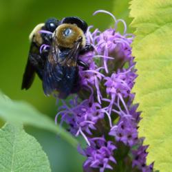 Location: IL
Date: 2016-07-16
#Pollination Two Eastern Carpenter Bees (Xylocopa virginica)