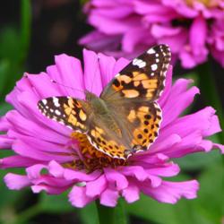 Location: IL
Date: 2005-08-12
#Pollination Painted Lady Butterfly