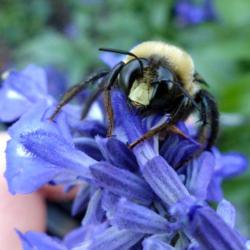 Location: IL
Date: 2016-10-18
#Pollination Eastern Carpenter Bee (Xylocopa virginica) Male