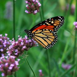 Location: IL
Date: 2008-09-01
#Pollination Monarch Butterfly (Danaus plexippus), Verbena-on-a-S