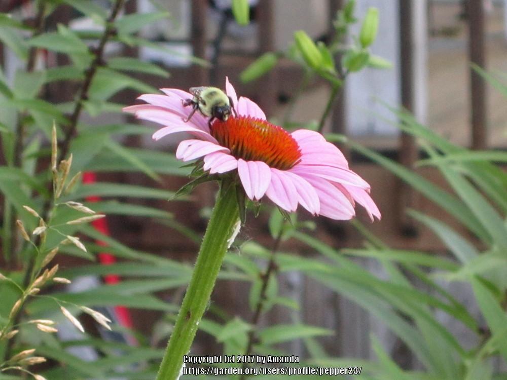 Photo of Purple Coneflower (Echinacea purpurea) uploaded by pepper23