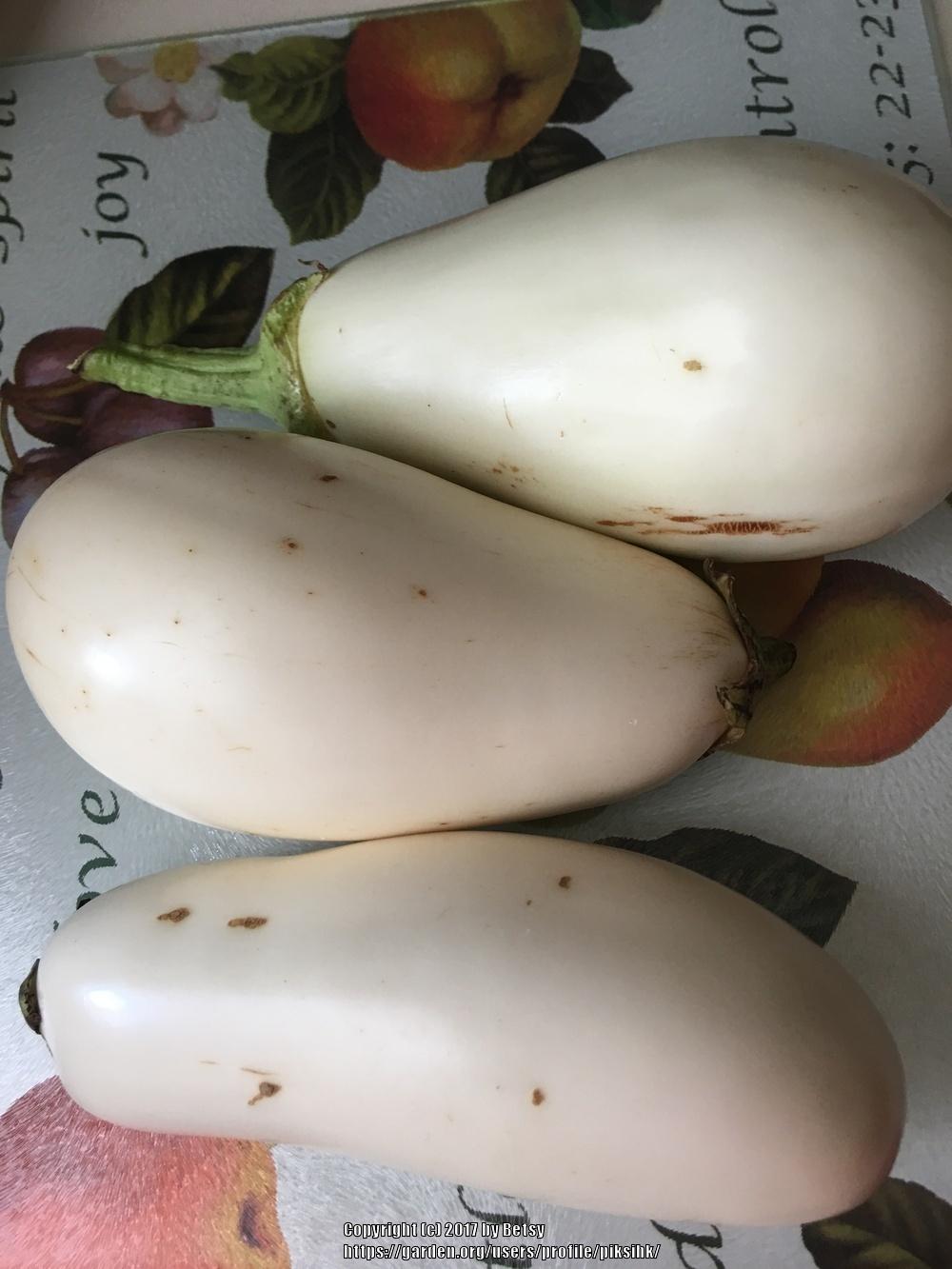 Photo of Eggplants (Solanum melongena) uploaded by piksihk