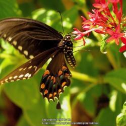 Location: Daytona Beach, Florida
Date: 2013-08-28
#Pollination - Spicebush Swallowtail
