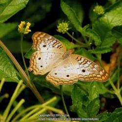 Location: Daytona Beach, Florida
Date: 2013-07-15
#Pollination - White Peacock Butterfly