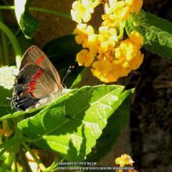 Location: Daytona Beach, Florida
Date: 2013-07-05
#Pollination - Red-banded Hairstreak Butterfly