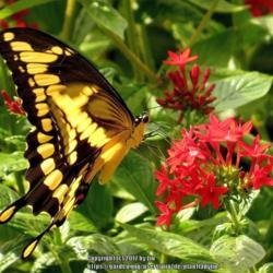 Location: Daytona Beach, Florida
Date: 2013-09-26
#Pollination