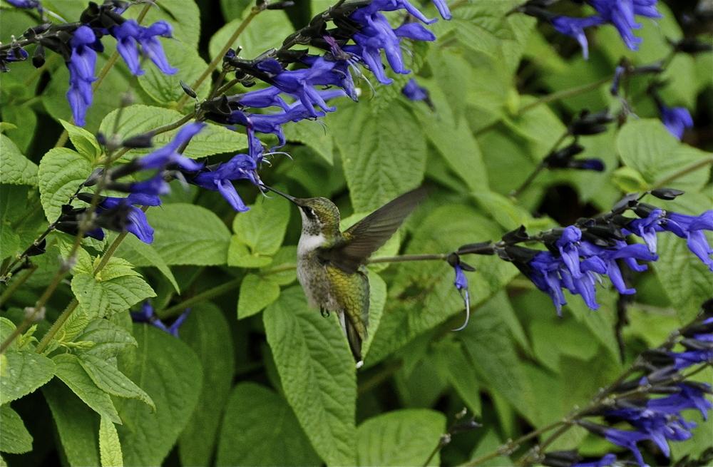 Photo of Anise-Scented Sage (Salvia coerulea 'Black and Blue') uploaded by Fleur569