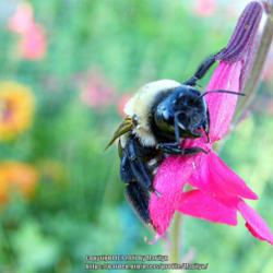Location: My garden in Kentucky
Date: 7-21-2015
Busy bee #Pollination