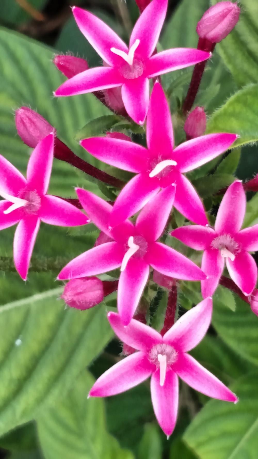 Photo of Star Flower (Pentas lanceolata) uploaded by Sarafoot