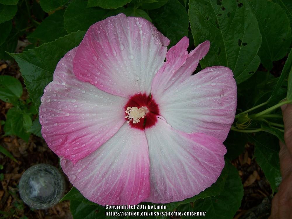 Photo of Hybrid Hardy Hibiscus (Hibiscus Luna™ Pink Swirl) uploaded by chickhill