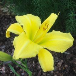 Location: My garden, Pequea, Pennsylvania 17565
Date: 2017-06-22
Purchased with gift certificate from Oakes Daylilies (March 2017 