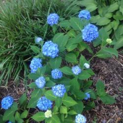 Location: My garden, Pequea, Pennsylvania 17565
Date: 2017-06-22
Good year for hydrangeas after several years recovering from two 