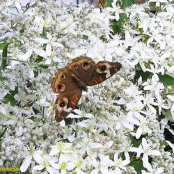 Location: central Illinois
Date: 2015-09-10
#pollination    (Buckeye  on  clematis and boneset)