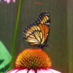 Location: central Illinois
Date: 2014-07-04
#pollination   Viceroy