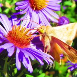 Location: central Illinois
Date: 2016-11-11
#pollination   moth
