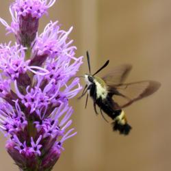 Location: IL
Date: 2014-07-19
#Pollination Snowberry Clearwing Moth (Hemaris diffinis) on Liatr