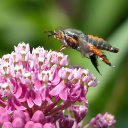 Location: IL
Date: 2016-07-01
#Pollination Squash Vine Borer (Melittia cucurbitae) Moth