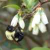#Pollination Common Eastern Bumble Bee (Bombus impatiens)