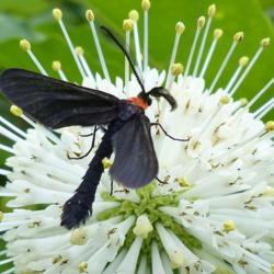 Location: IL
Date: 2015-07-14
#Pollination Grapeleaf Skeletonizer (Harrisina americana) Moth