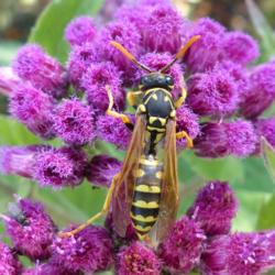 Location: IL
Date: 2016-10-17
#Pollination European Paper Wasp (Polistes dominula) Female on Sa