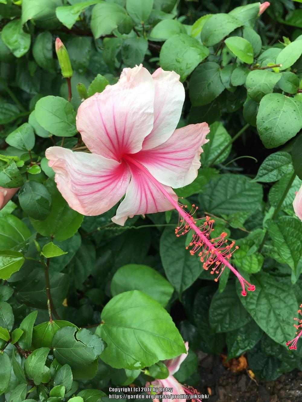 Photo of Tropical Hibiscus (Hibiscus rosa-sinensis 'Albo Lacinatus') uploaded by piksihk