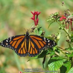 Location: Sebastian, Florida
Date: 2017-03-06
#Pollination - Monarch Butterfly