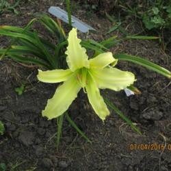 Location: Wilton, IA
Date: 2015-07-04
Freshly Planted and still bloomed