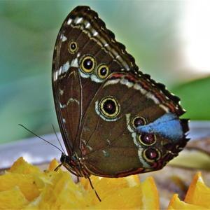 #pollination... & also a Morpho Butterfly's appetizer