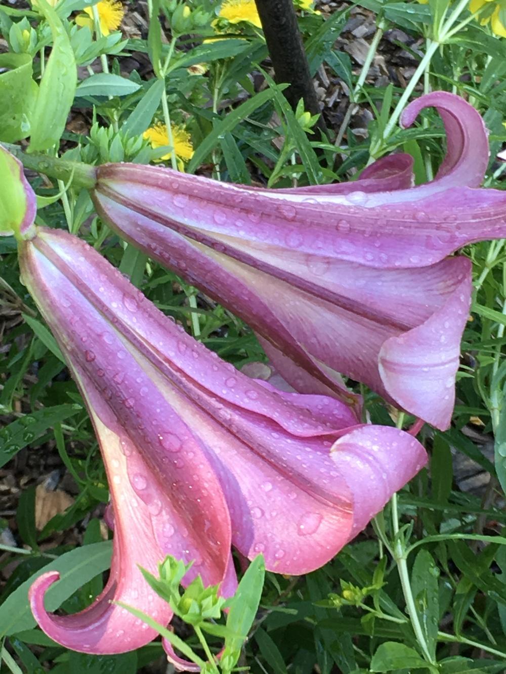 Photo of Lily (Lilium Pink Perfection) uploaded by Legalily