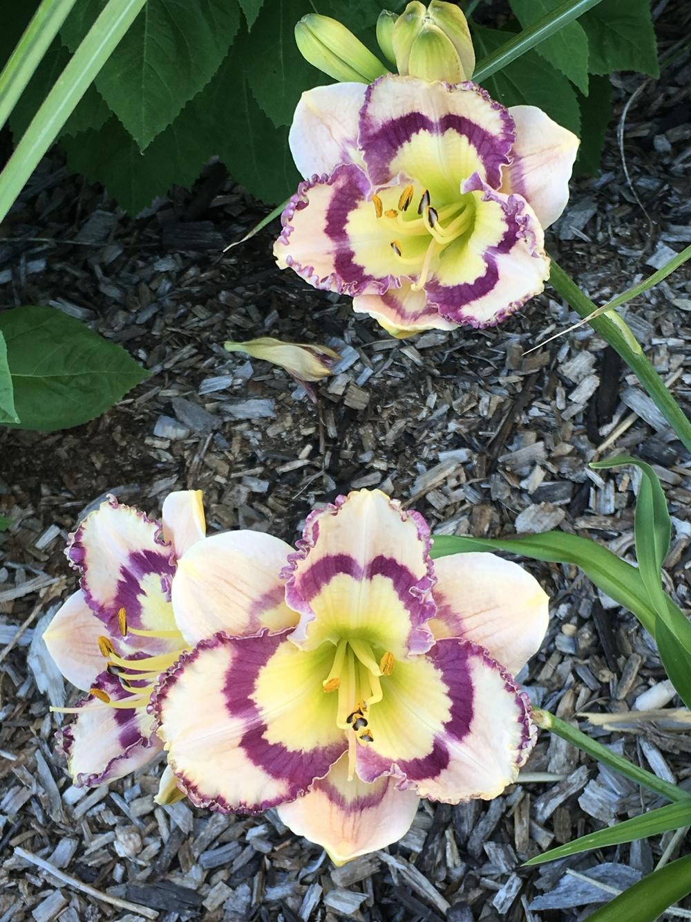 Photo of Daylily (Hemerocallis 'Racing the Moon') uploaded by Legalily