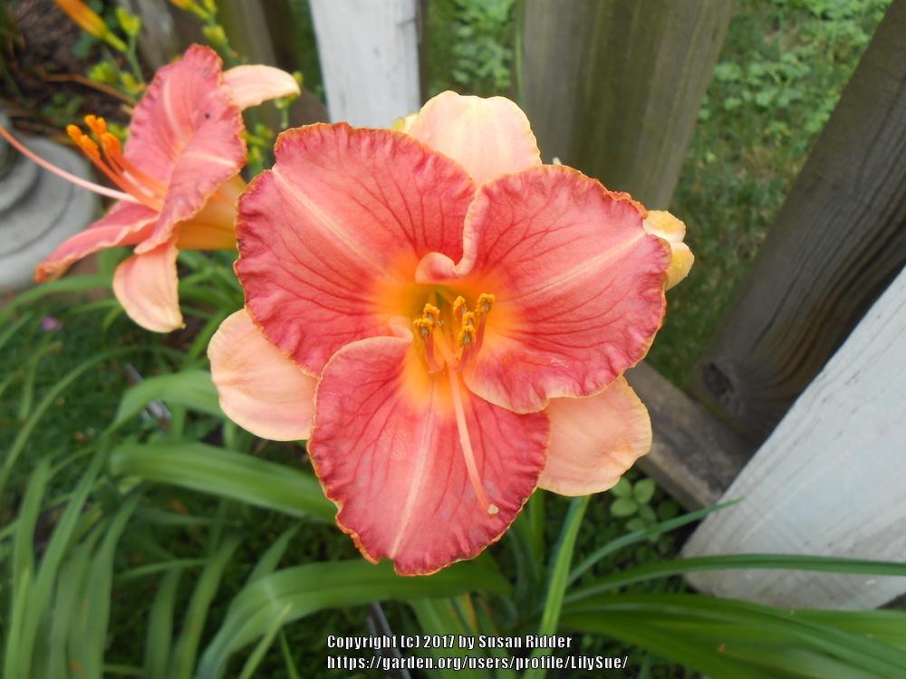 Photo of Daylily (Hemerocallis 'Lillian's Tears and Roses') uploaded by LilySue