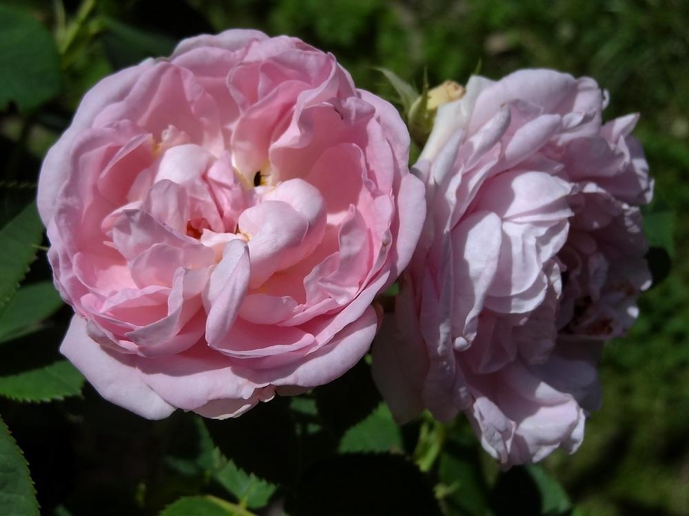 Photo of Rose (Rosa 'Great Maiden's Blush') uploaded by Orsola