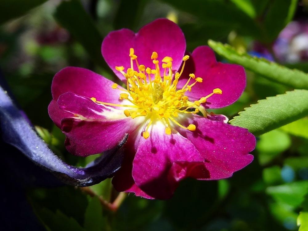 Photo of Rambling Rose (Rosa 'Veilchenblau') uploaded by Orsola