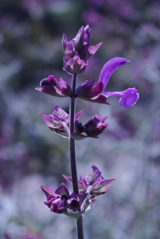 Photo of Canary Island Sage (Salvia canariensis) uploaded by RuuddeBlock